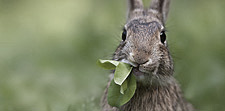 Rabbit eating